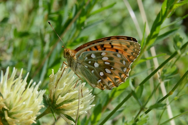 Argynnis aglaja ?